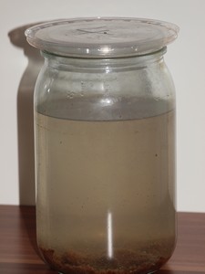 Infusorien Infusorien