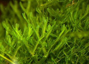 Monosolenium tenerum, Asiatisches Lebermoos