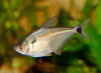 Ctenobrycon spilurus, Hochrckensalmler