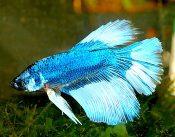 Betta splendens, Siamesischer Kampffisch