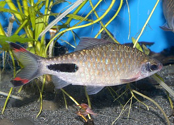 Puntius mahecola, Mahecola-Barbe