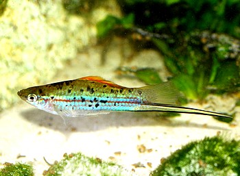 Xiphophorus helleri