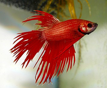 Betta splendens, Siamesischer Kampffisch