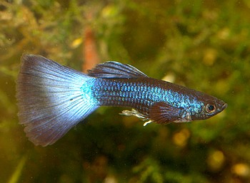 Poecilia reticulatus, Guppy