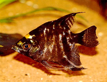 Pterophyllum scalare, Segelflosser, Skalar