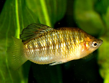 Limia nigrofasciatum, Schwarzbandkrpfling