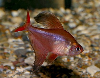 Hyphessobrycon jackrobertsi