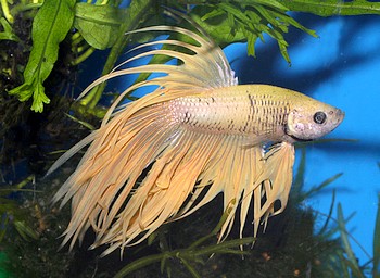 Betta splendens, Siamesischer Kampffisch