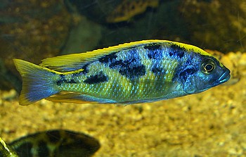 Nimbochromis venustus, Pfauenmaulbrter