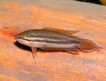 Pseudosphromenus dayi