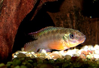 Nanochromis squamiceps, Silberfleck-Buntbarsch
