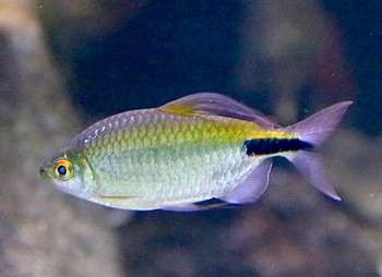Brycinus longipinnis