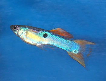 Poecilia reticulatus, Guppy