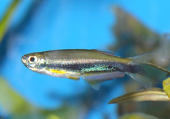 Mimagoniates lateralis