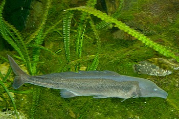 Mormyrus kannume, Schmallippiger Nilhecht