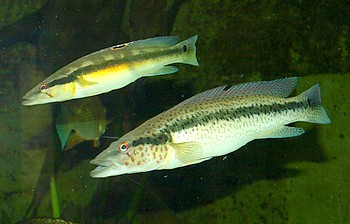 Crenicichla semicincta
