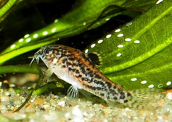 Corydoras pauciradiatus, Zwergschmerlenpanzerwels