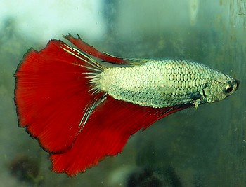 Betta splendens, Siamesischer Kampffisch