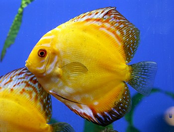 Symphysodon aequifasciatus, Diskus