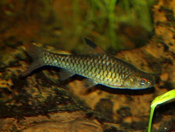 Enteromius callipterus, Prachtflossenbarbe