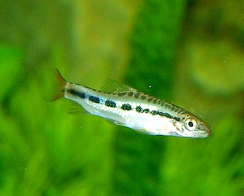 Yunnanilus spec., Rotschwanz-Schmerle 