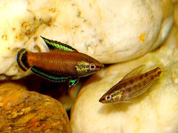 Parosphremenus nagyi, Nagys Prachtgurami