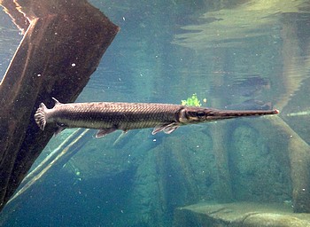 Lepisosteus osseus, Gemeiner Knochenhecht