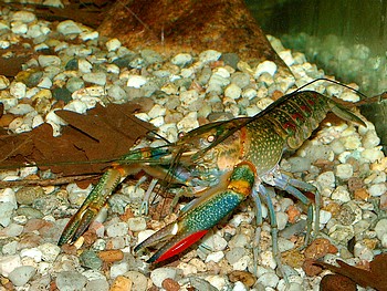 Cherax quadricarinatus, Rotscherenkrebs