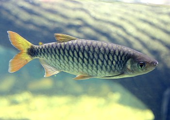 Brycinus macrolepidotus, Groschuppiger Brycinus