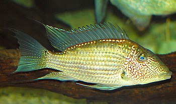 Satanoperca leucosticta, Weifleck-Erdfresser