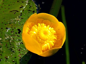 Nuphar lutea, Mummel