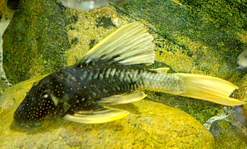 Hypostomus luteus, Goldstaub-Harnischwels