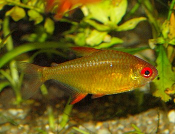 Hyphessobrycon cf. pulchripinnis