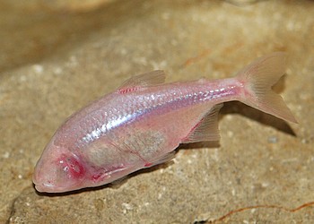 Astyanax fasciatus mexicanus,  Blinder Hhlensalmler