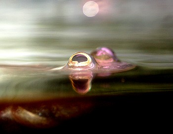 Anaples anaples, Vierauge