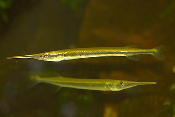 Xenentodon cancila. Swasser-Hornhecht