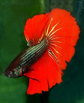 Betta splendens, Siamesischer Kampffisch