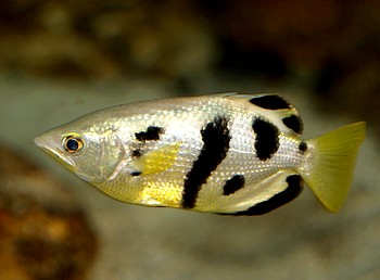 Toxotes jaculatrix, Schtzenfisch
