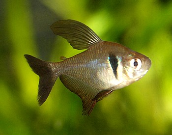 Megalamphodus megalopterus