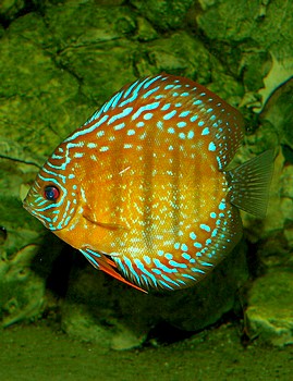 Symphysodon aequifasciatus, Diskus