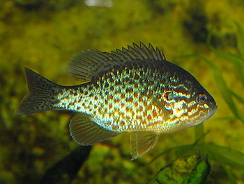 Lepomis gibbosus, Gemeiner Sonnenbarsch