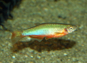 Danio roseus, Rosenbrbling