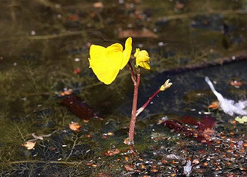 Utricularia vulgaris, Gewhnlicher Wasserschlauch