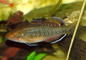 Hypseleotris compressa