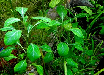 Hygrophila polysperma, Indischer Wasserfreund