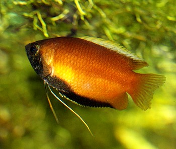 Trichogaster chuna, Honiggurami