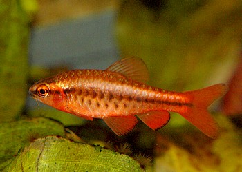 Puntius titteya, Bitterlingsbarbe