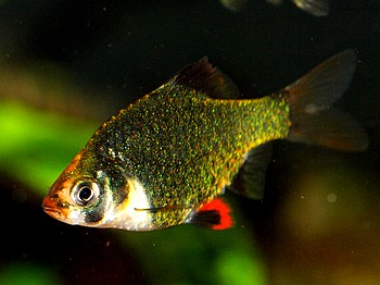 Barbus tetrazona, Zuchtform Moosbarbe