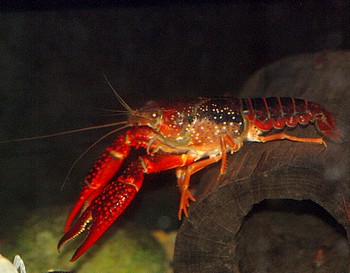 Procambarus clarkii
