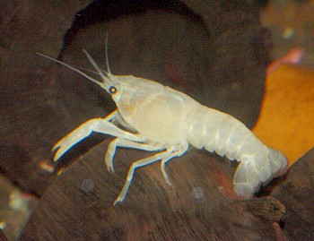 Procambarus clarkii